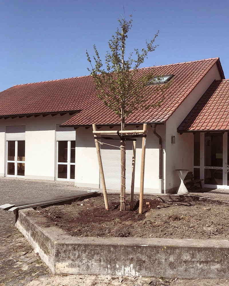 Baumpflege-Rheinhessen_Galerie-12