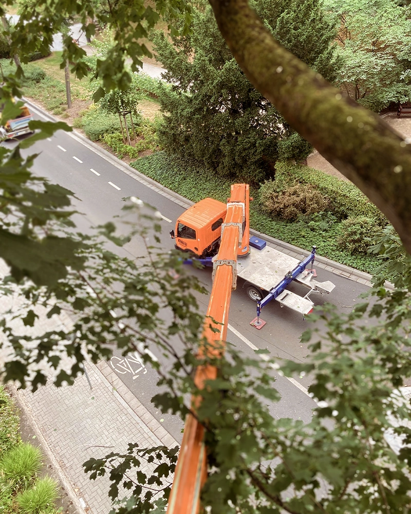 Baumpflege-Rheinhessen_Galerie-13