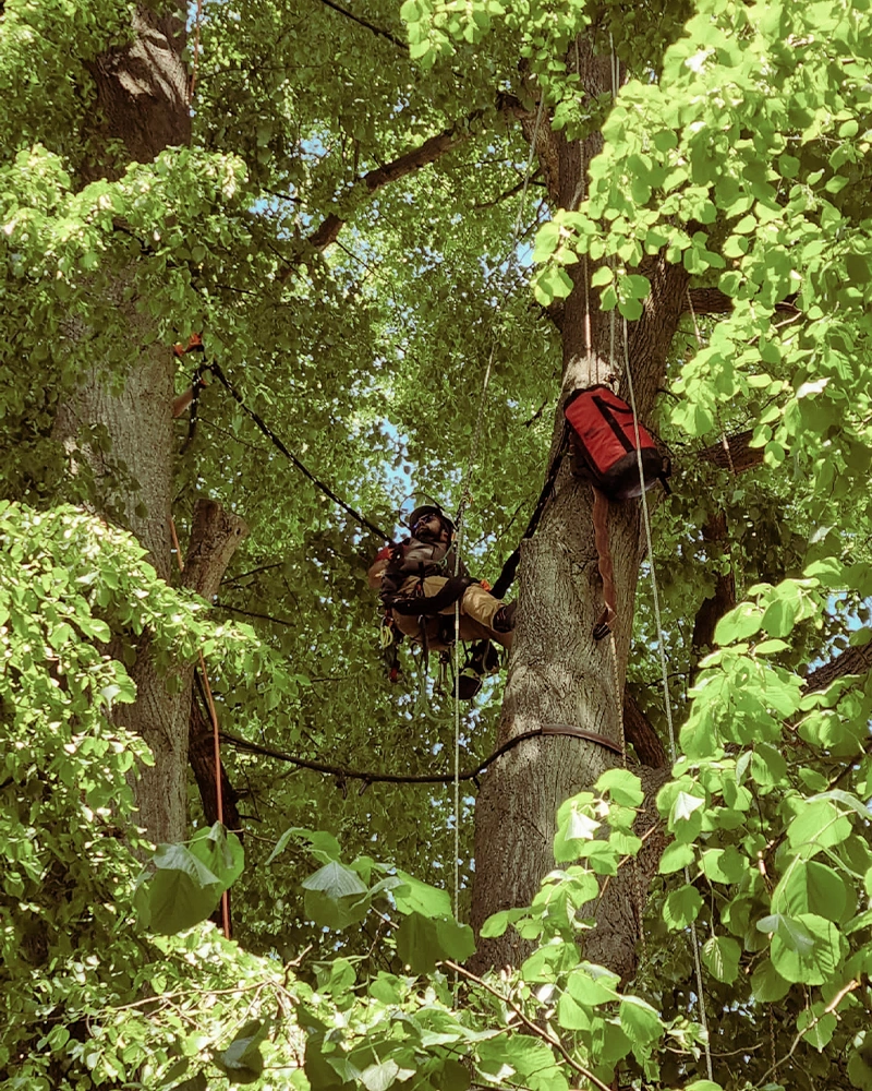 Baumpflege-Rheinhessen_Galerie-16