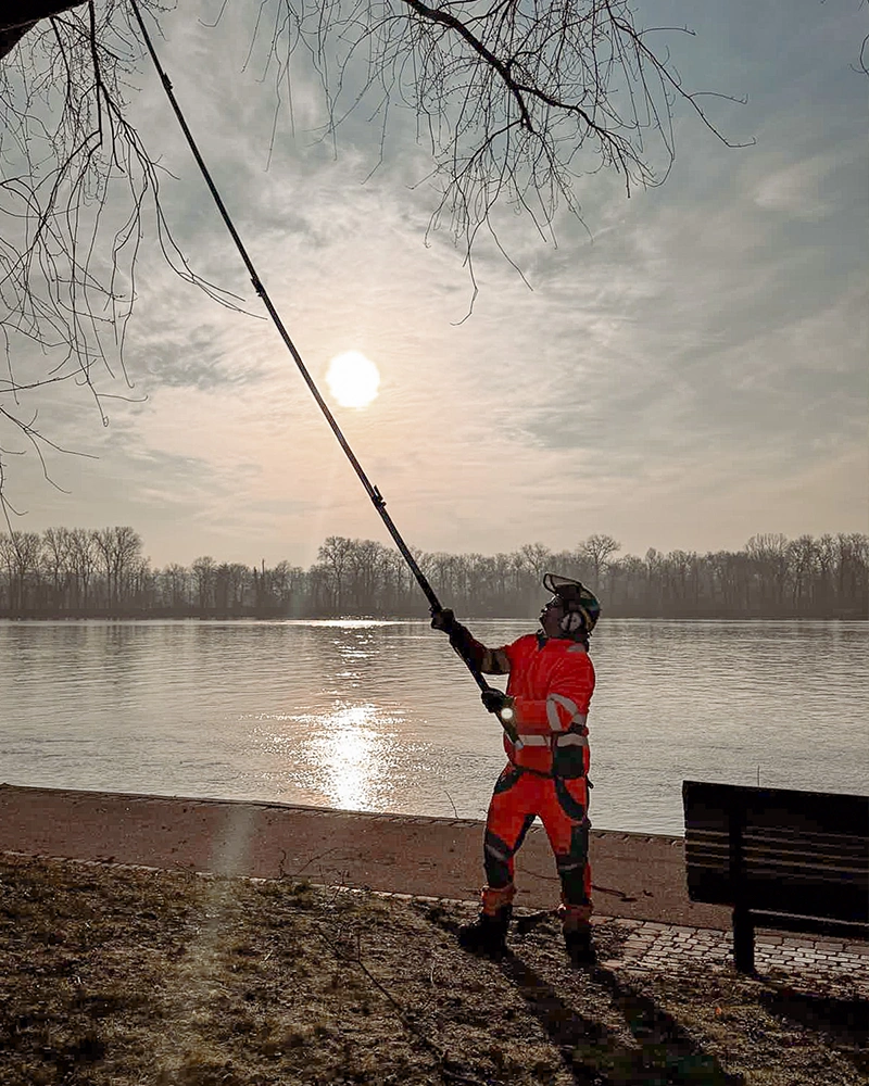 Baumpflege-Rheinhessen_Galerie-17