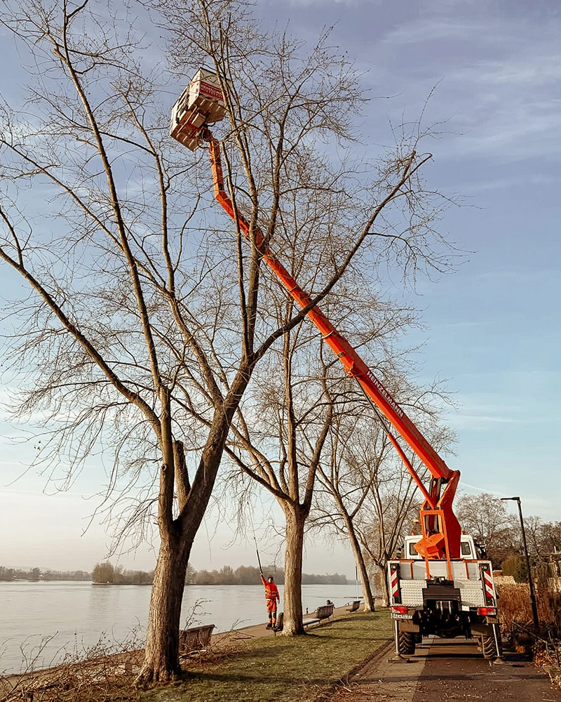 Baumpflege-Rheinhessen_Galerie-18
