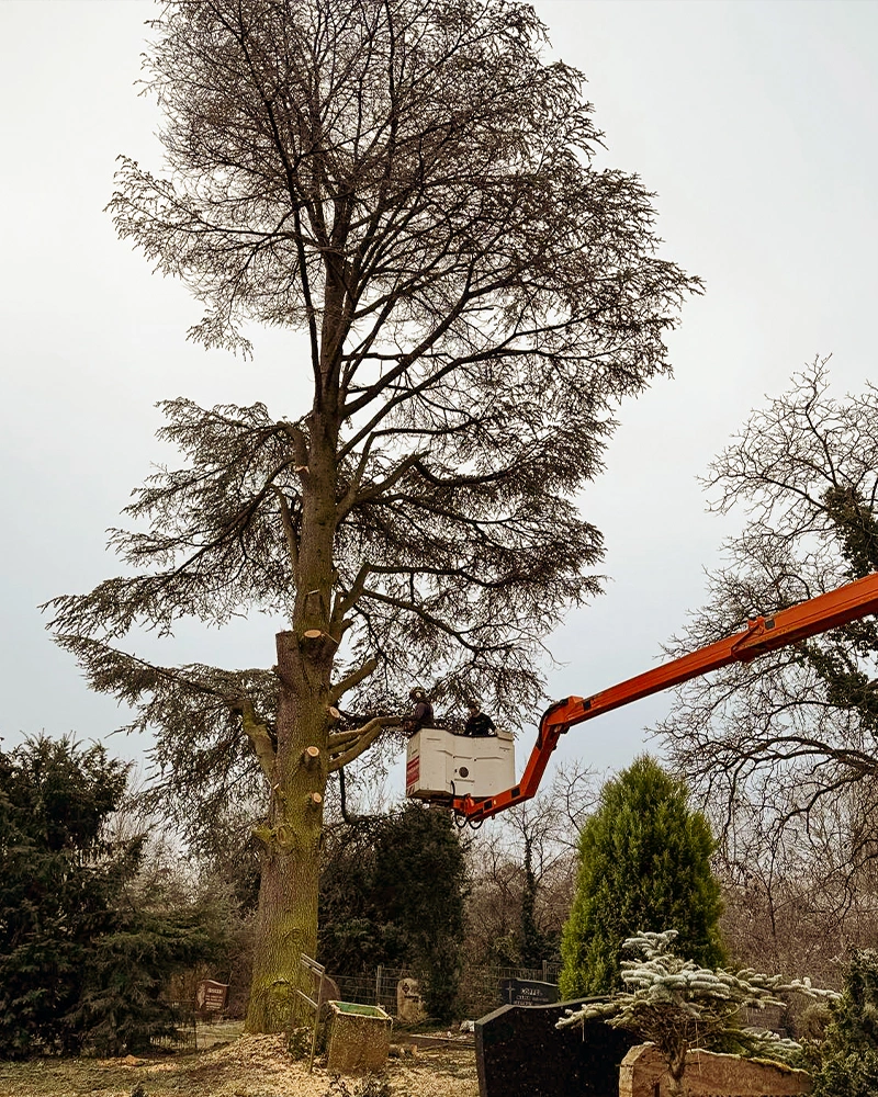 Baumpflege-Rheinhessen_Galerie-19