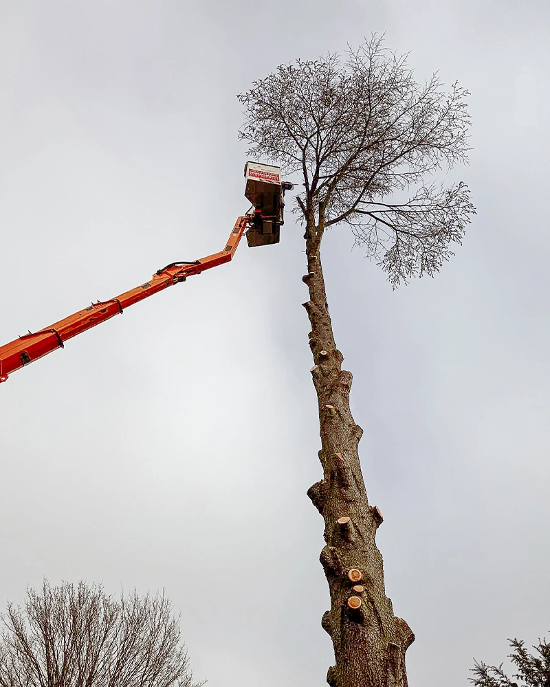Baumpflege-Rheinhessen_Galerie-20
