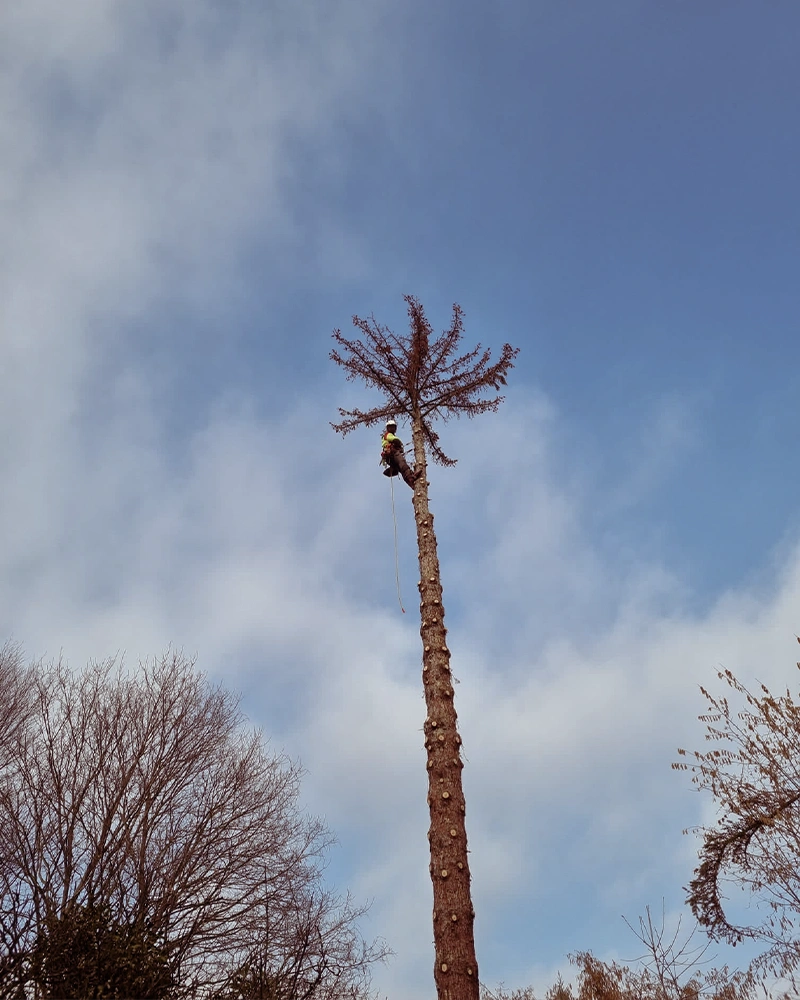 Baumpflege-Rheinhessen_Galerie-8