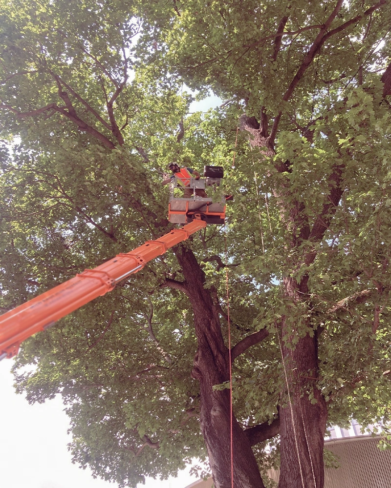 Baumpflege-Rheinhessen_Galerie-9